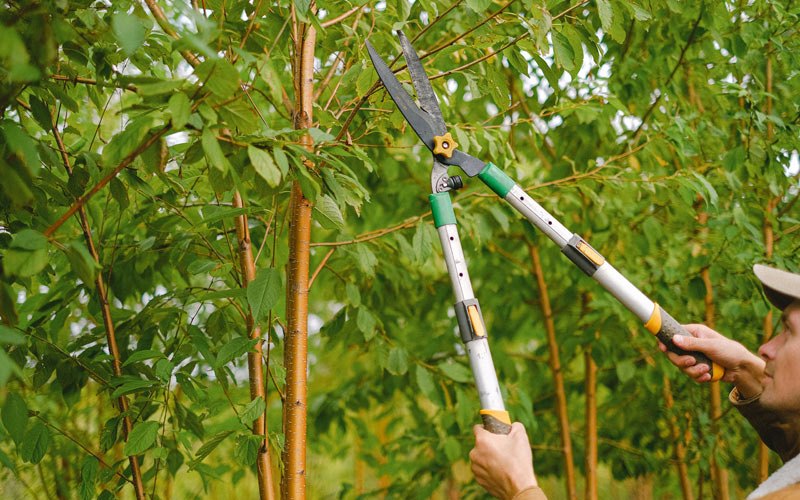 Tree trimming in Hurley, WI